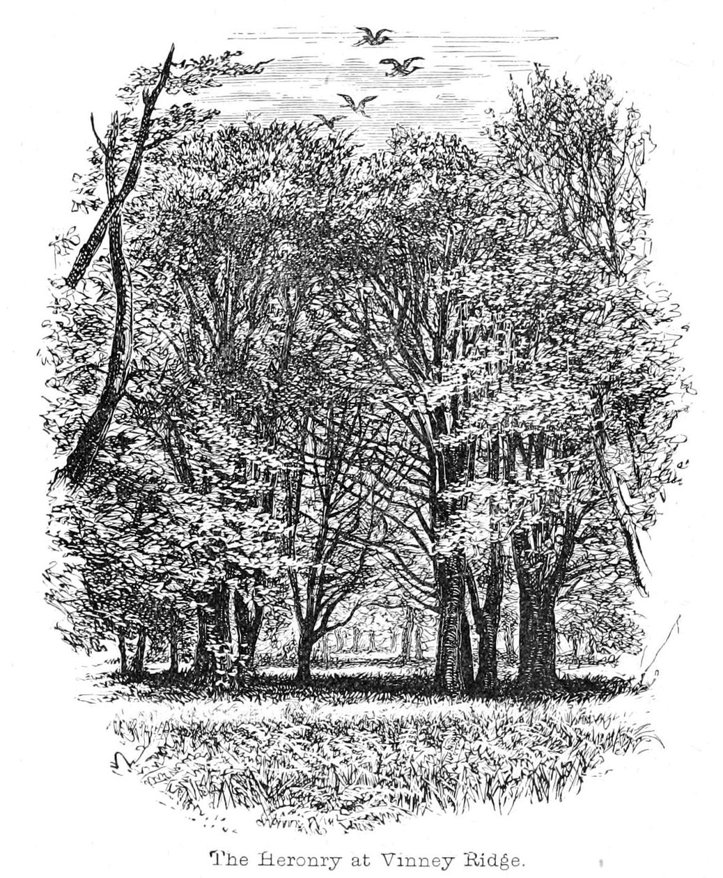 O heronry em Vinney Ridge de Walter Crane