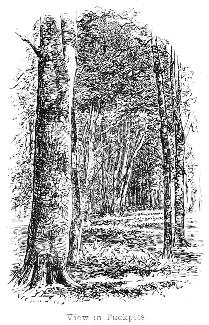 Visualizar em Puckpits Wood de Walter Crane