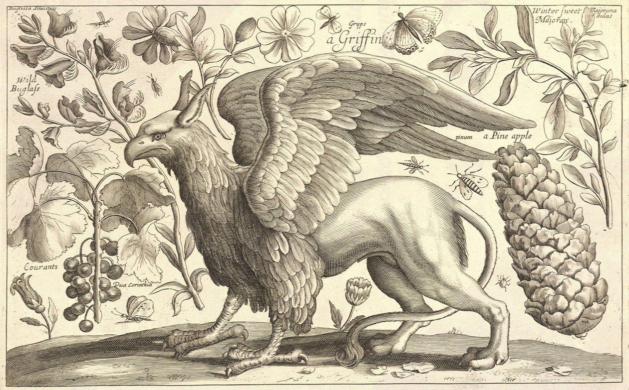 Um grifo de Wenceslaus Hollar