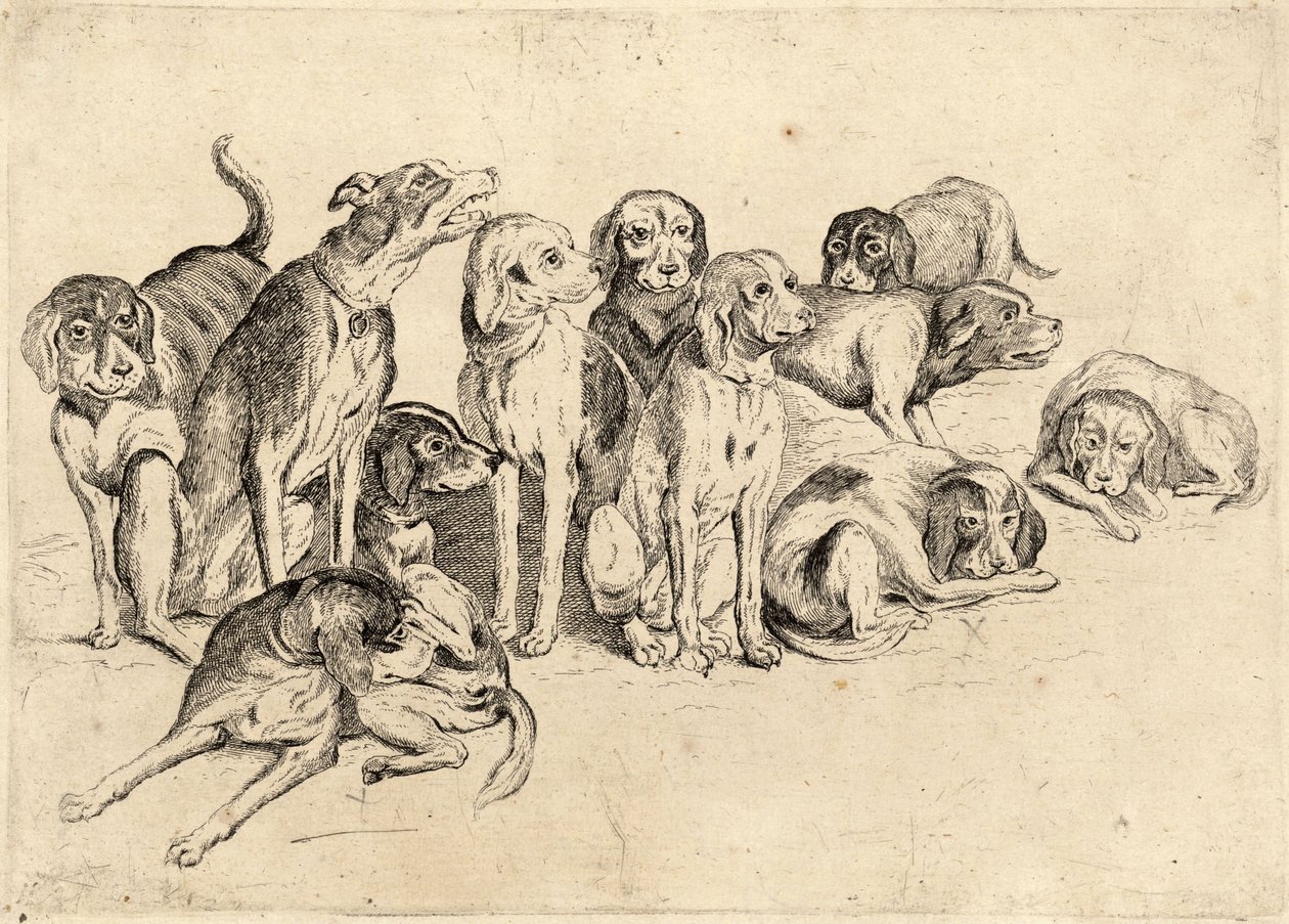 Onze cães de Wenceslaus Hollar