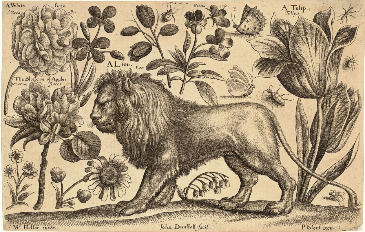 Leão e tulipa de Wenceslaus Hollar