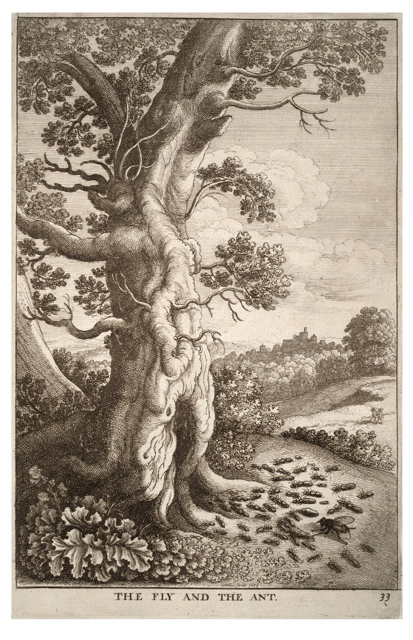 A mosca e a formiga de Wenceslaus Hollar