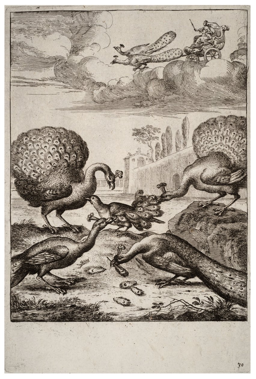 O gaio e os pavões de Wenceslaus Hollar