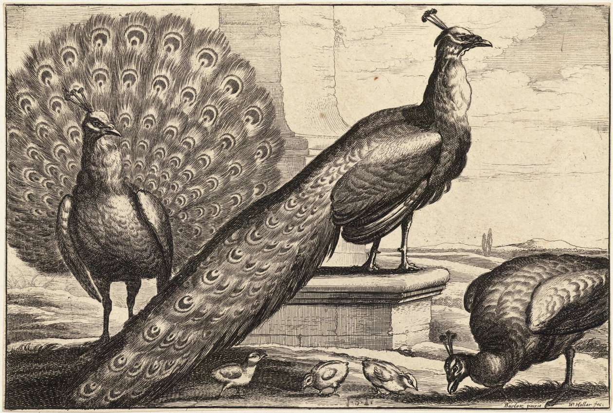 Três pavões de Wenceslaus Hollar