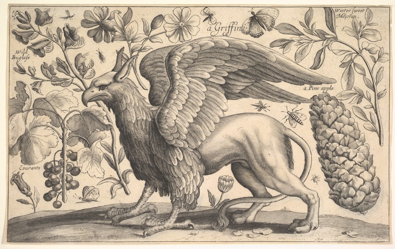 Um Grifo, 1625-77. de Wenceslaus Hollar