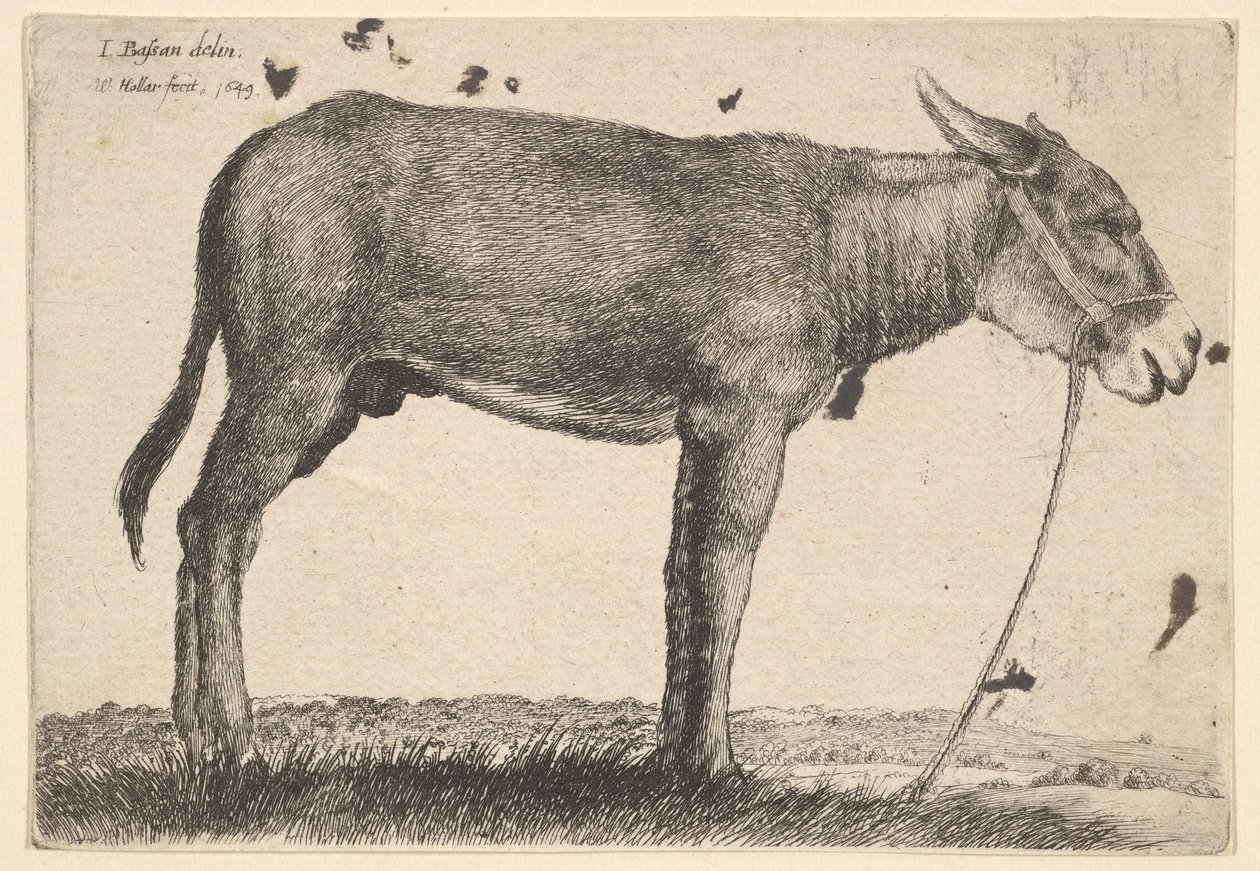 Burro, 1649. de Wenceslaus Hollar