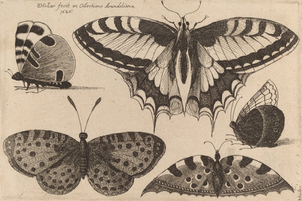 Five Butterflies, 1646. de Wenceslaus Hollar