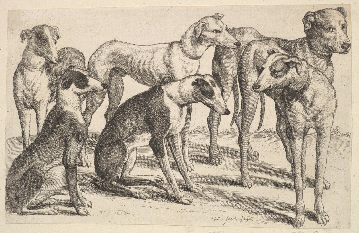 Seis cães, 1646. de Wenceslaus Hollar