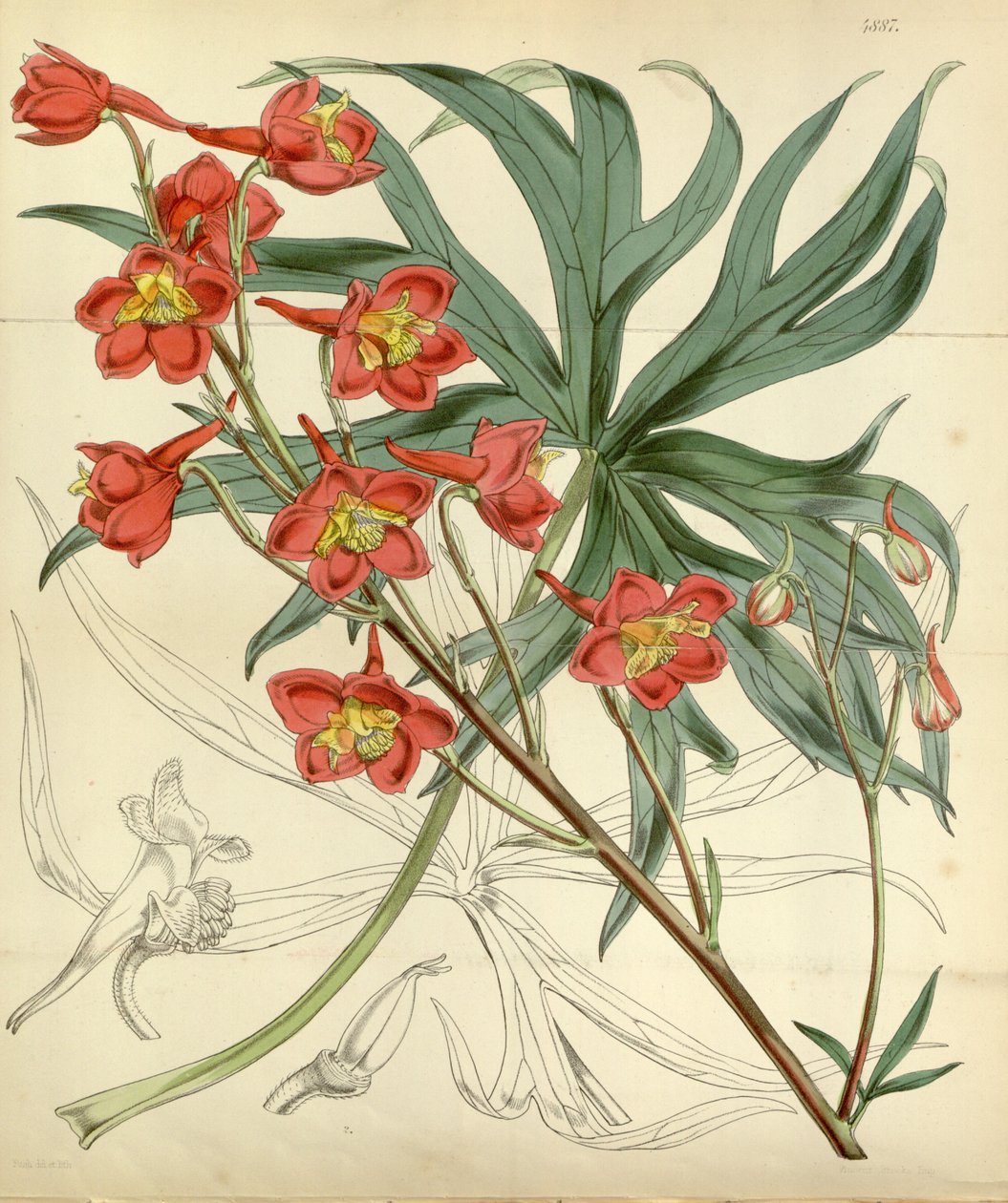 Cardeal Delphinium de William Curtis