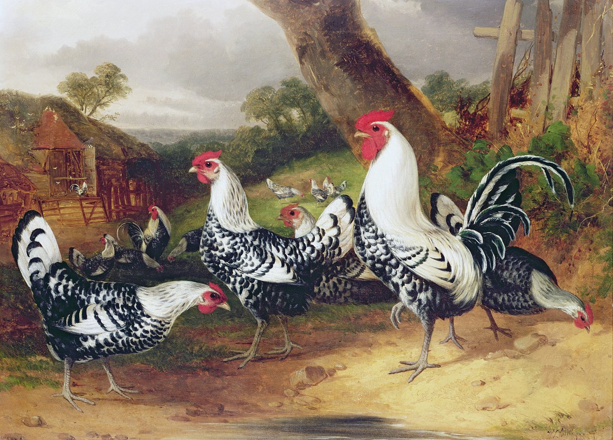 Galo em uma paisagem de William Joseph Shayer