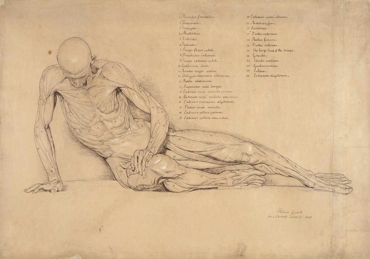 Um estudo de Ecorche do Gaulês morrendo, 1840 (caneta e tinta no papel) de William Linnell