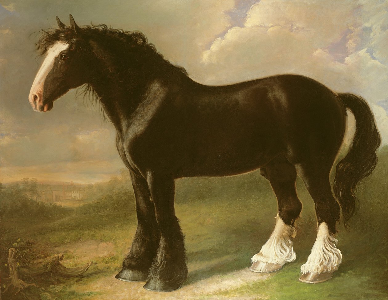 Velho cavalo preto inglês de William Shiels