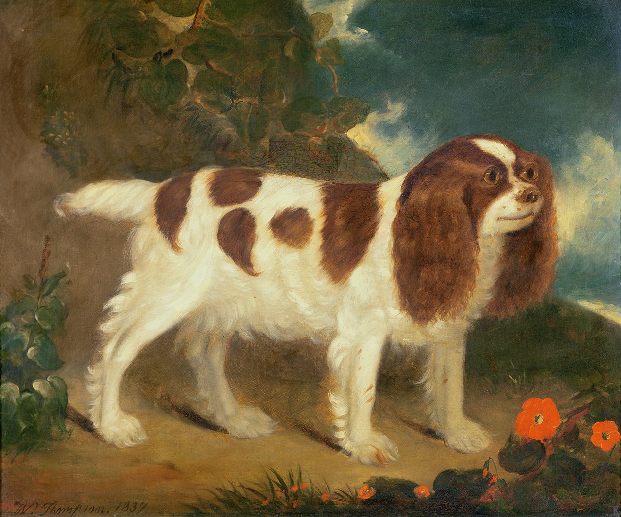 King Charles Spaniel de William Thompson