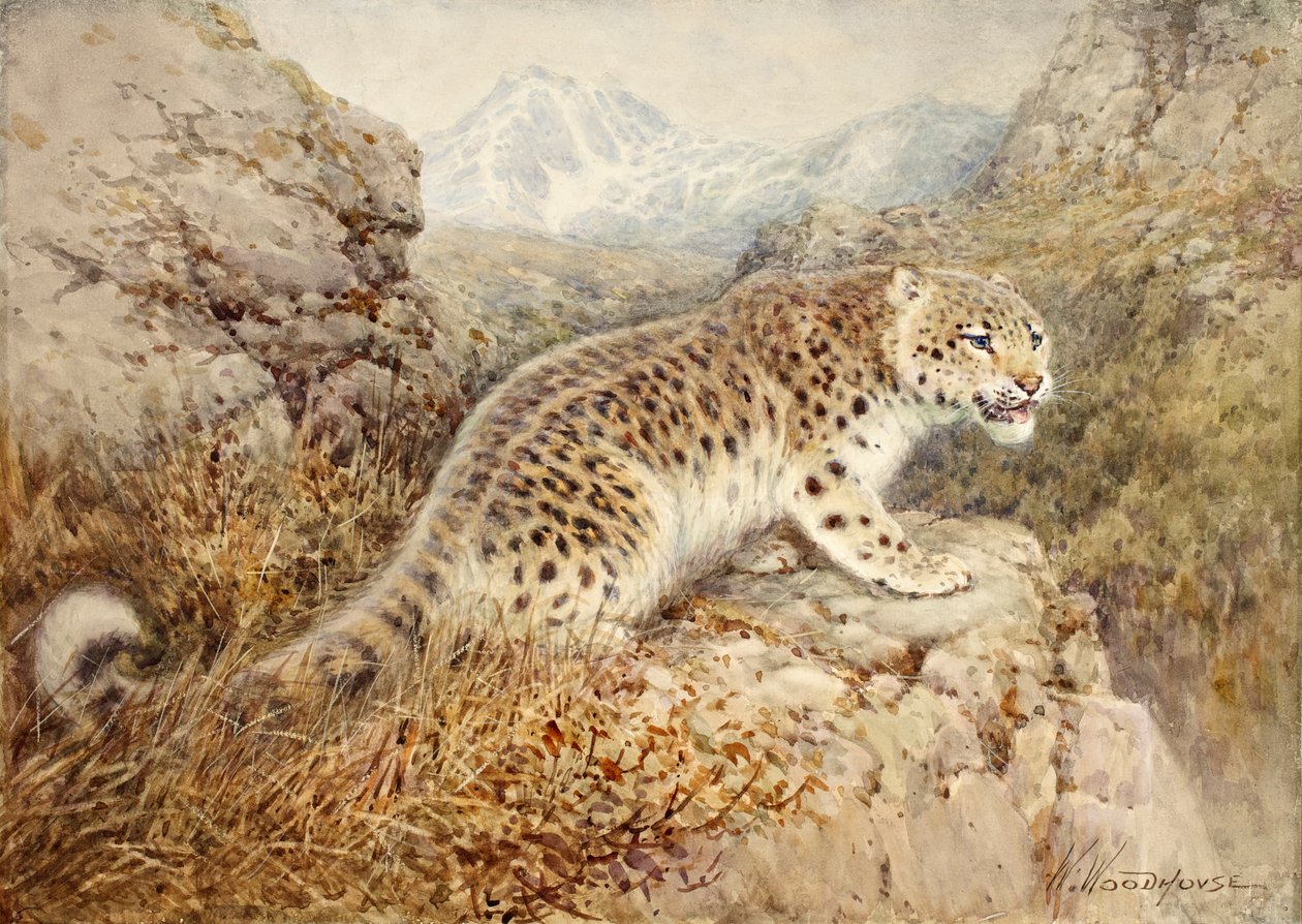 Leopardo da neve, c.1920 de William Woodhouse
