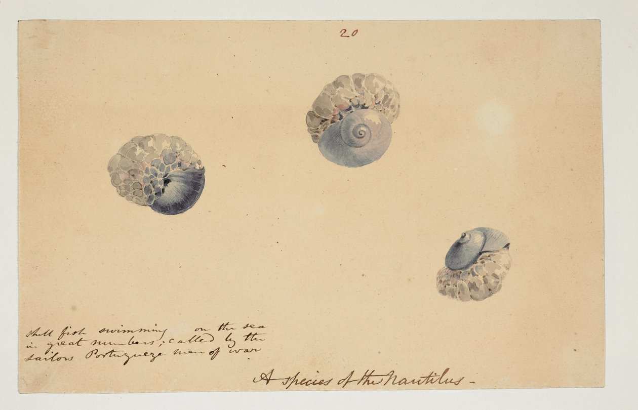 WD 961 f.20 de William Alexander