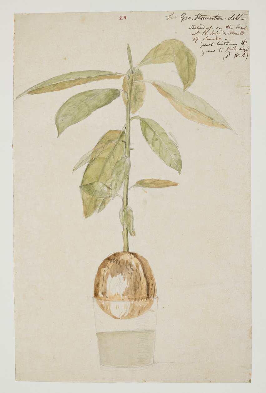 DM 961 f.28 de William Alexander