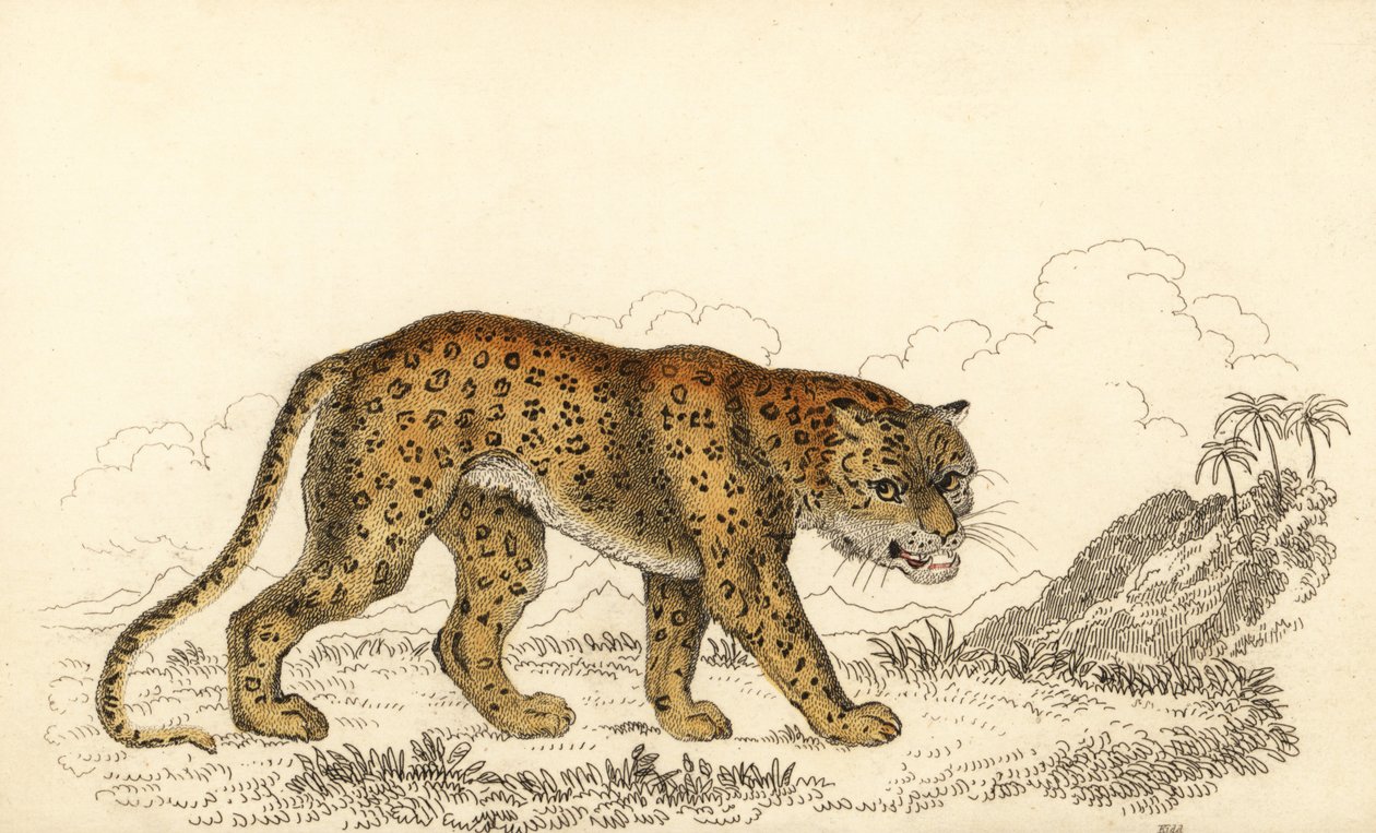 Leopardo, Panthera pardus, vulnerável.,1834 (gravura) de William Alexander Forbes