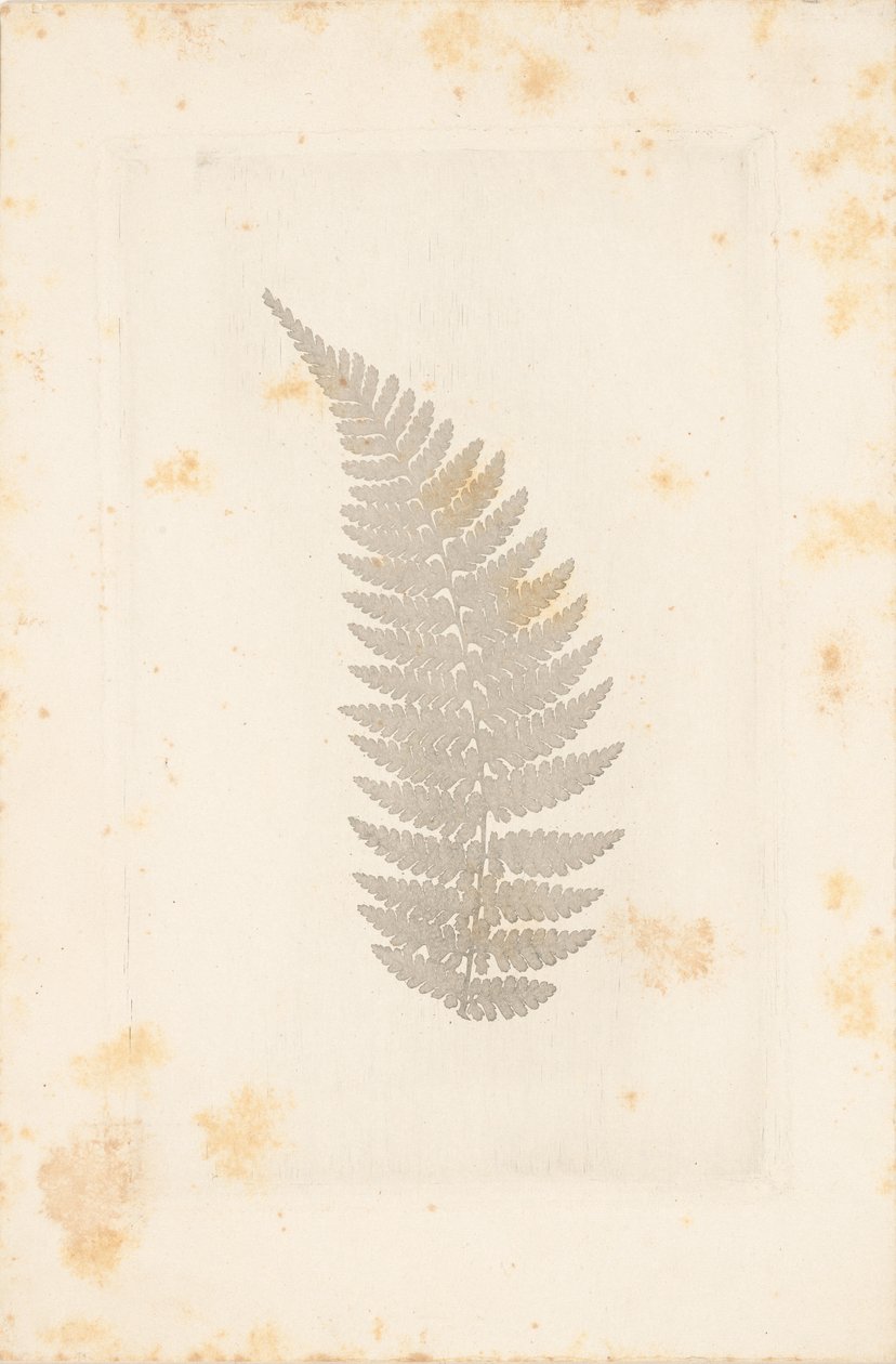 [Longe] de William Henry Fox Talbot