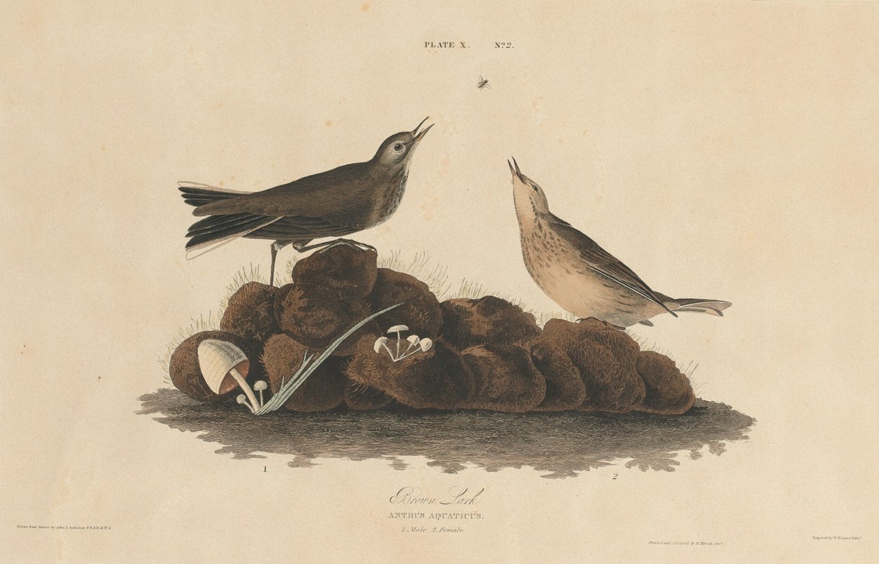 Brown Lark, 18271830. de William Home Lizars