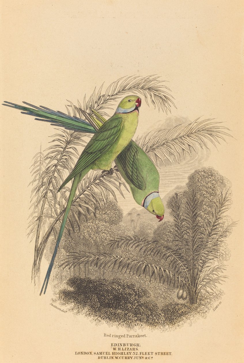 Red Ringed Parrakeet. de William Home Lizars