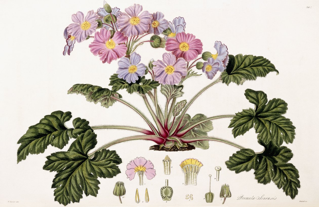 Margarida China, 1821-1826 de William Hooker