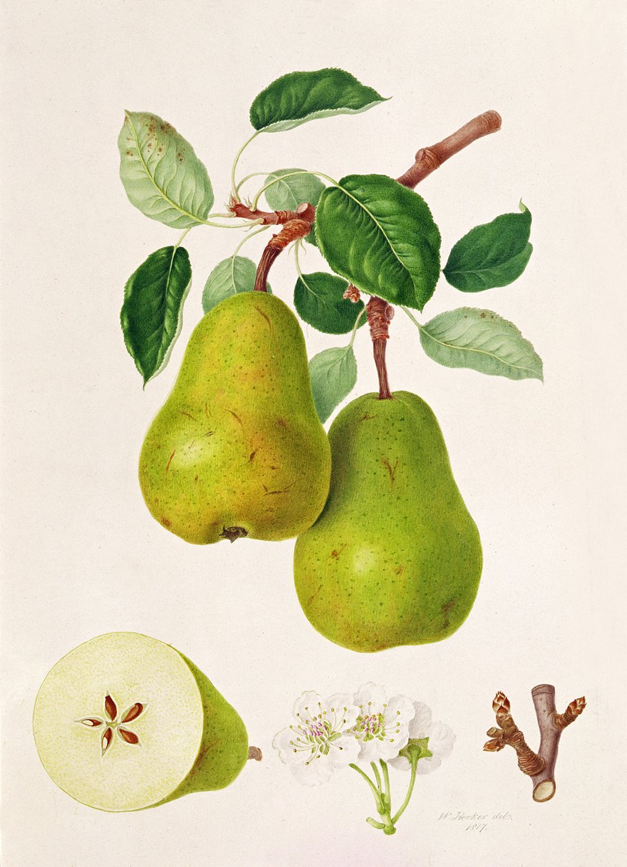 O D&39;Auch Pear, 1817 de William Hooker