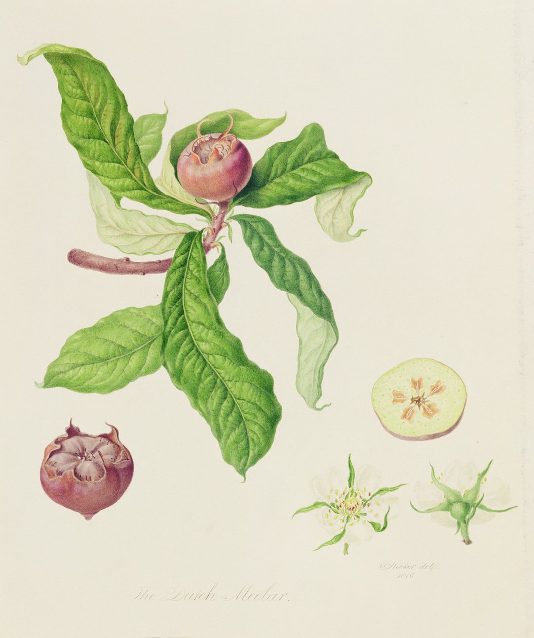A nêspera holandesa, 1816 de William Hooker