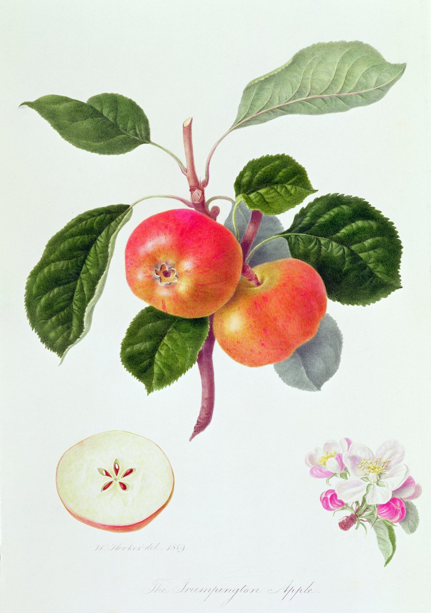 A Maçã Trumpington, 1819 de William Hooker