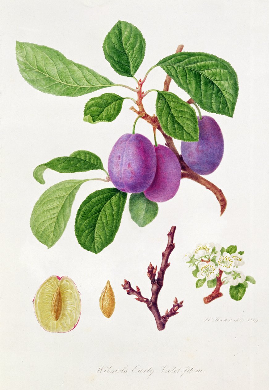 Ameixa Violeta Precoce de Wilmot de William Hooker