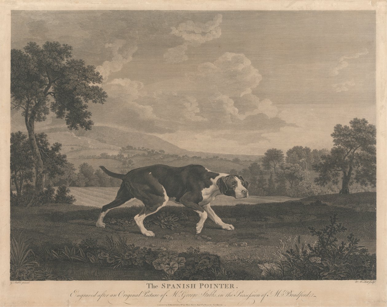 [O Ponteiro Espanhol de William Woollett