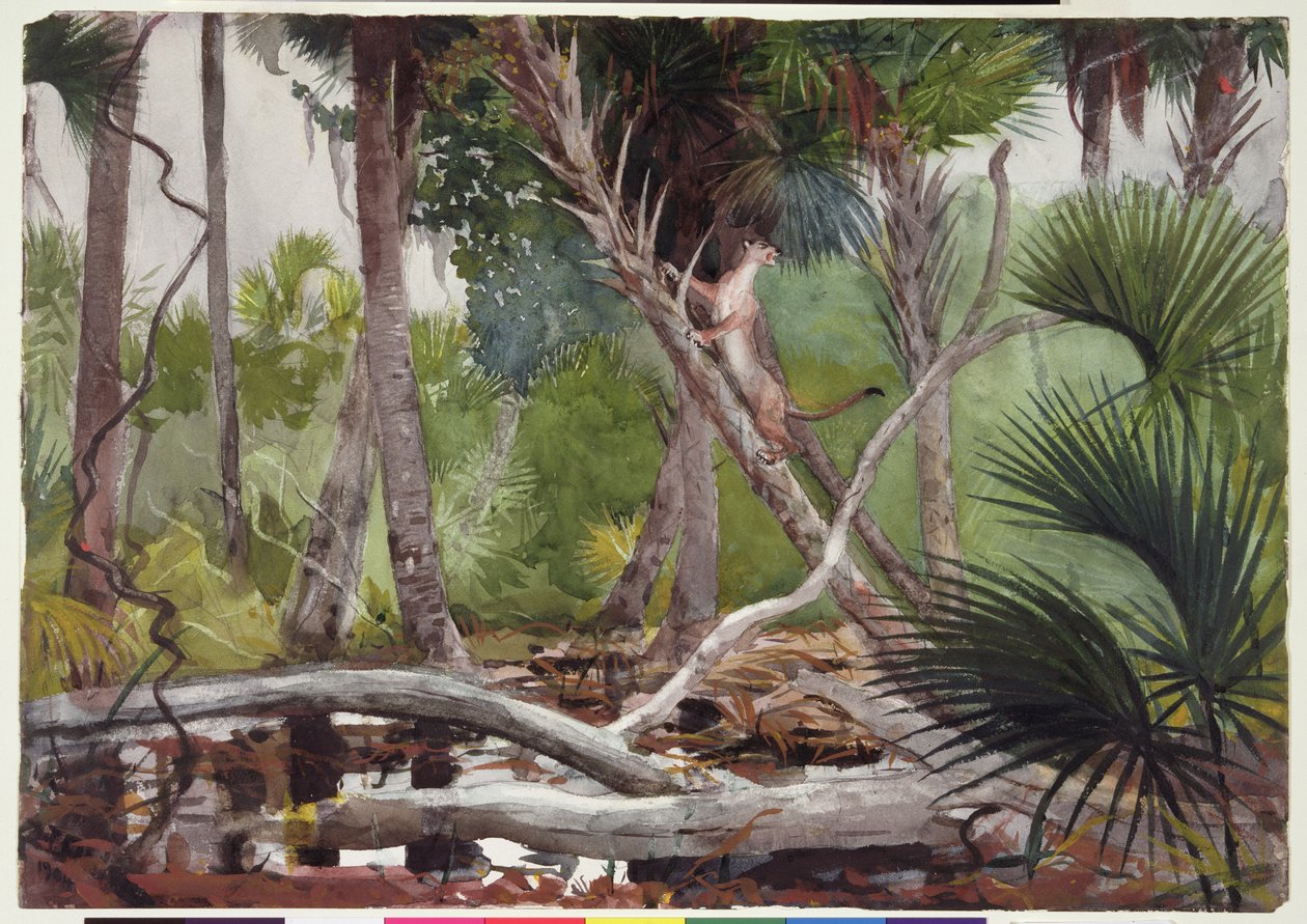Na selva, Flórida, 1904 de Winslow Homer