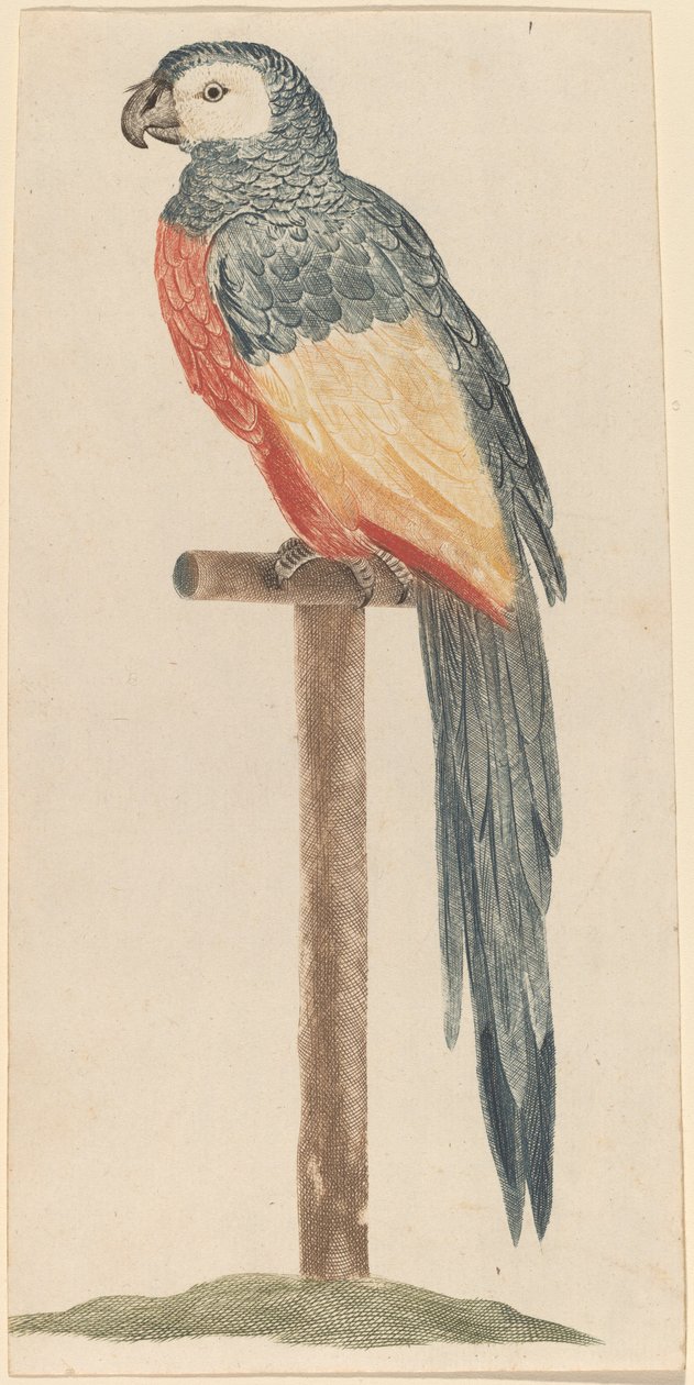 Papagaio, 1680s1690s. de Workshop of Johann Teyler