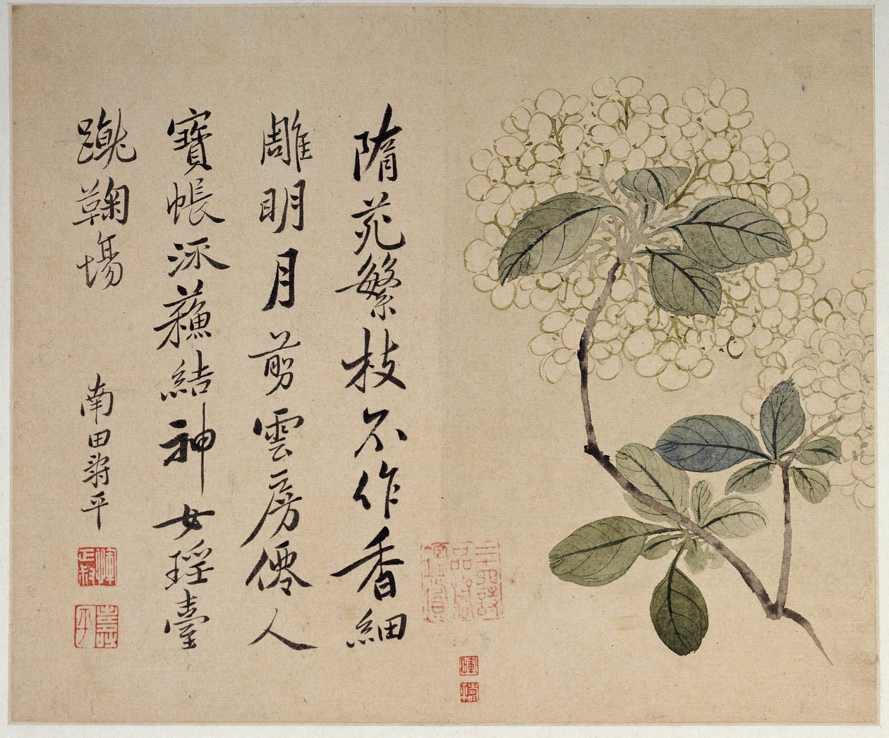 Hortênsias, de um álbum de dez folhas de Shouping Yun