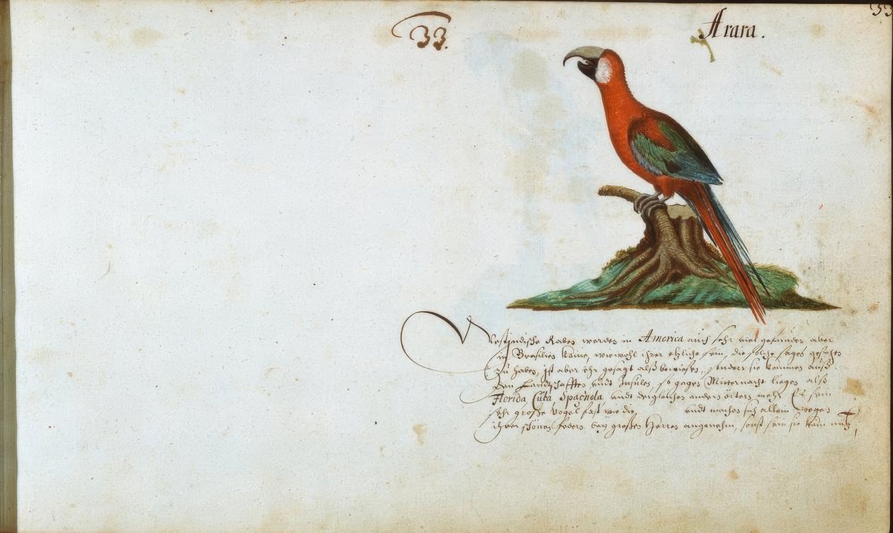 Papagei de Zacharias Wagner