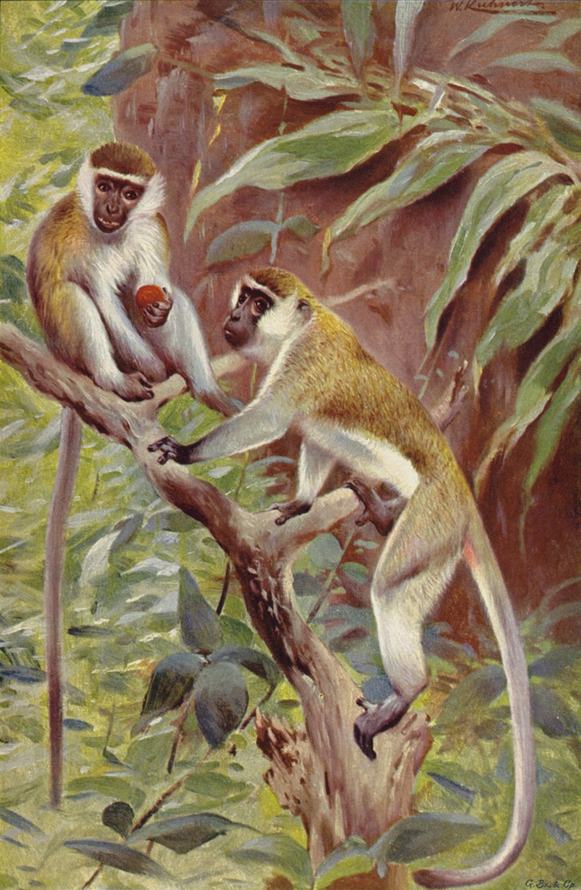 Macaco verde de after Wilhelm Kuhnert