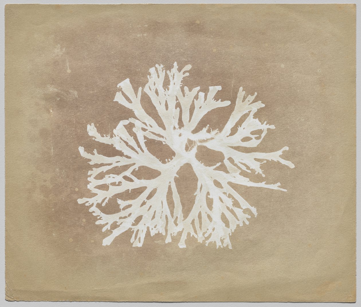 Algas de circle of William Henry Fox Talbot