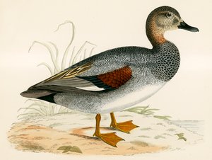 Gadwall