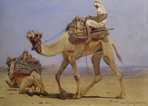 Camelo preparando-se para deitar-se, 1858