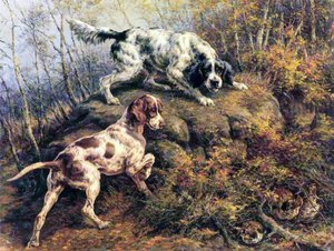 Ponteiro, Setter e Grouse