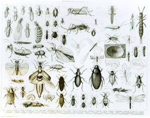 Insetos da entomologia (litho) (foto do bw)