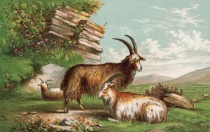 Cabras