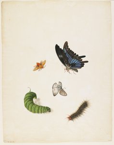 Insetos, c.1805 (tinta preta e wc no papel)