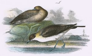 Richardson&39;s Skua
