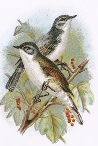 Whitethroat (em baixo) e Lesser Whitethroat (em cima)