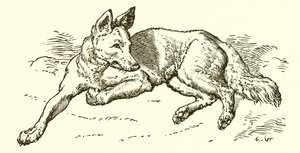 O lobo em pele de ovelha