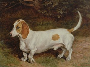 Meu Dachshund Favorito, 1885