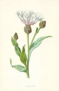 Aciano