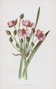 Floração Rush (cromolitho)