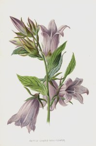 Bell-flor de folhas de urtiga (cromolitho)