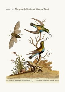 O beija-flor verde de barriga preta, 1749-73